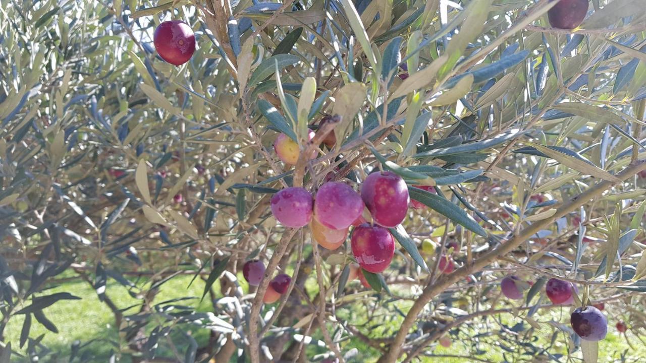 Pierres Blanches Bed and Breakfast Cotignac Εξωτερικό φωτογραφία